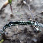Close up photo of drops of dew on a blade of grass, soil in background