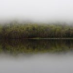 Green trees covered in mist, and their reflection in a pond