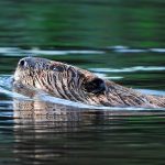 Beaver swimming through water