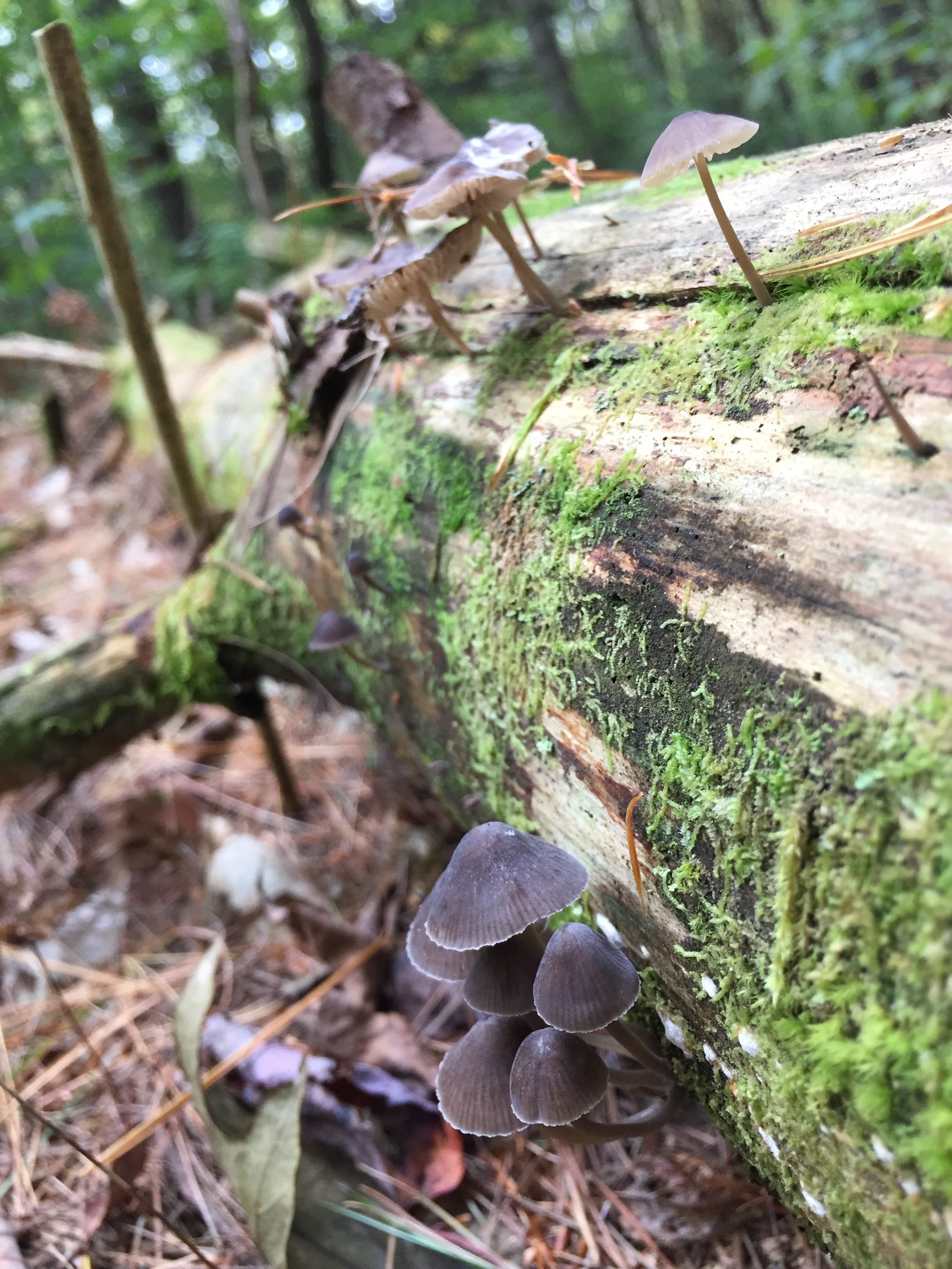 The Wondrous World of Mushrooms
