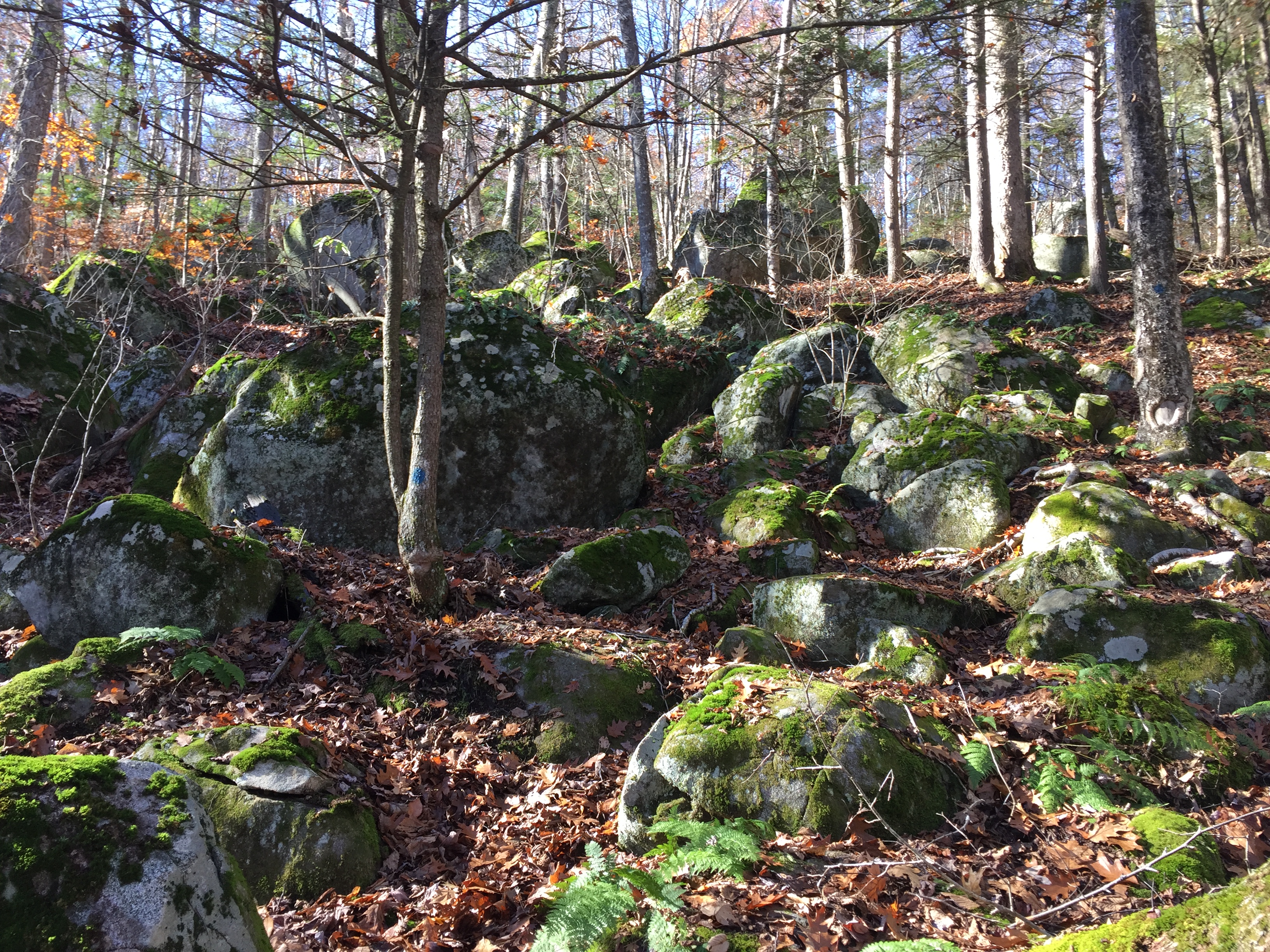 Spring Hike at Stevens - Hilltowns Hiking Series
