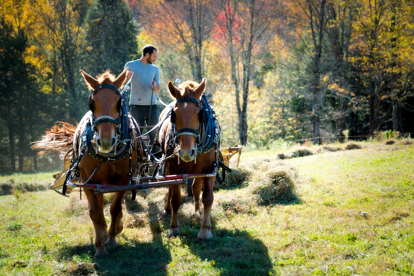 Horse-Powered Farming in the Hilltowns at Sawyer Farm
