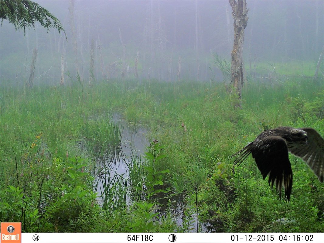 Hawk flying in front of wetlands