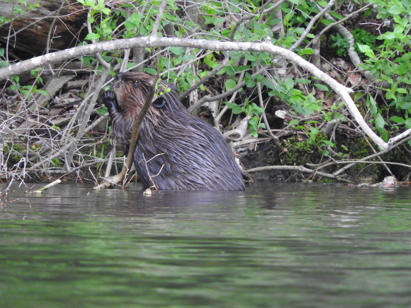 All About Beavers: a Beaver Ecology Walk in Conway