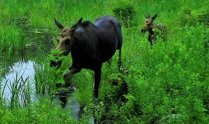 A moose cow and her calf wade through a beaver pond at HLT's Stevens property