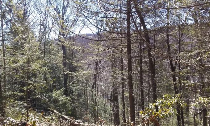 Hike to the Highest Elevation in Hampden County