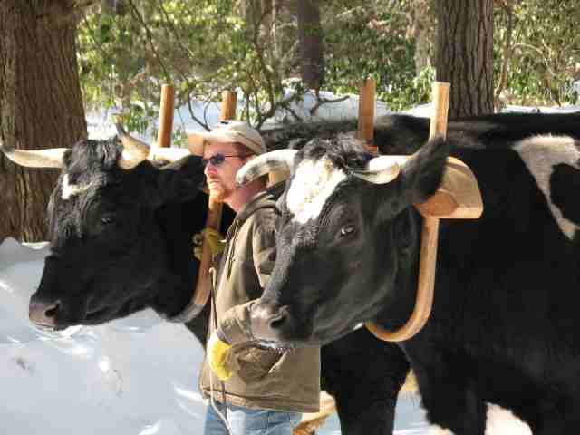 CANCELLED: Oxen Logging Demo with Tom Jenkins