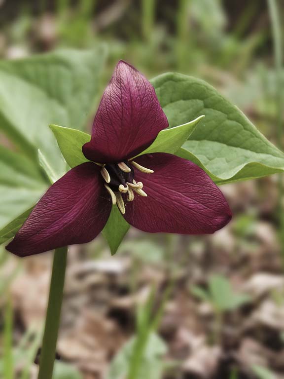 Spring Ephemeral Wildflower Walk