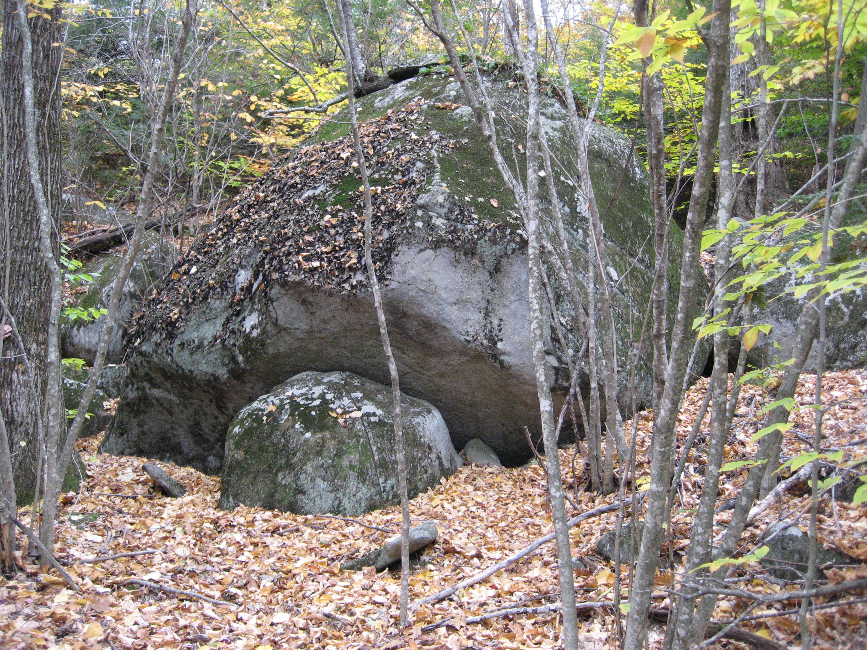 NEW DATE: Forest Land and Bird Habitat Hike