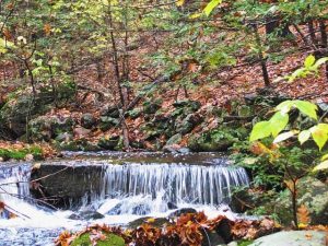 Nichols Brook at the Bradley Property in the fall 