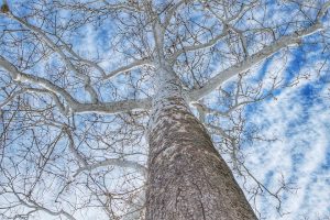 sycamore tree reaching toward winter sky