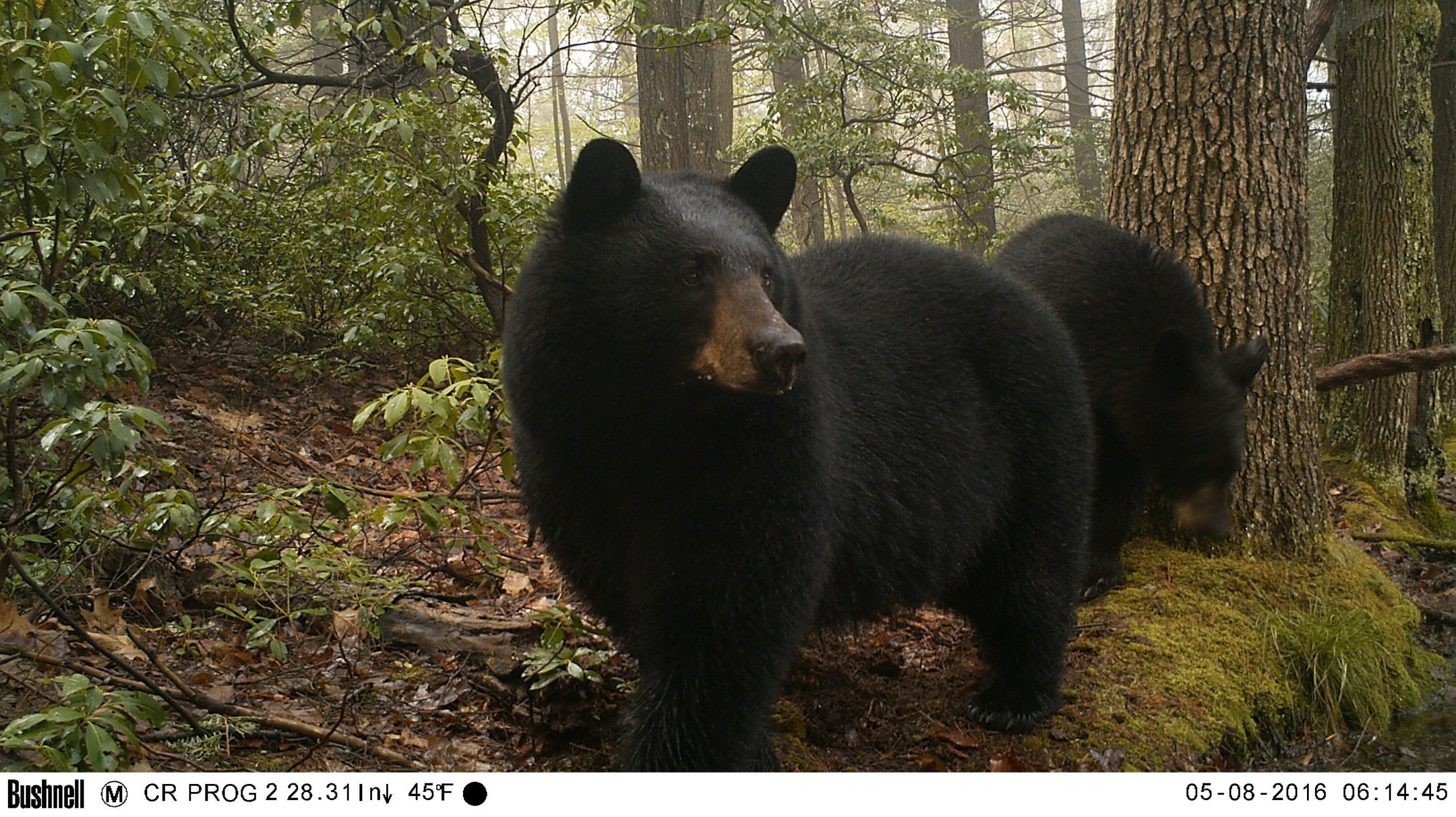 Postponed -- Bear Hair Snare Research and Wildlife Cam Presentation