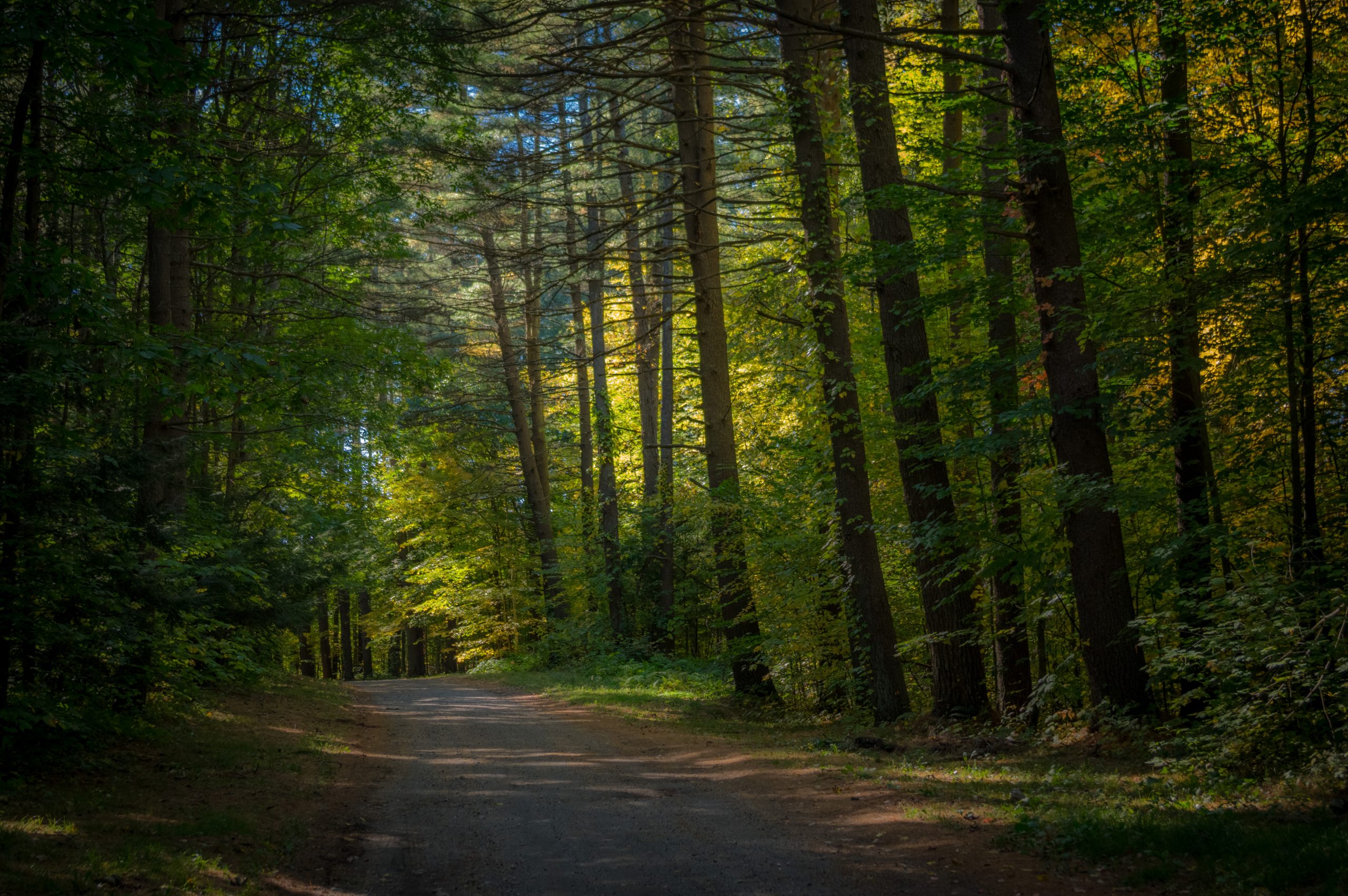 Virtual Forest Therapy