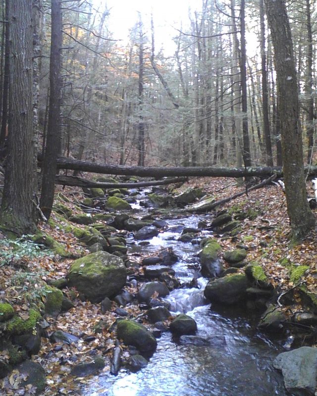 Fallen tree crosses a woodland stream at the Breckenridge property