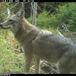 Trail camera image of a coyote in profile