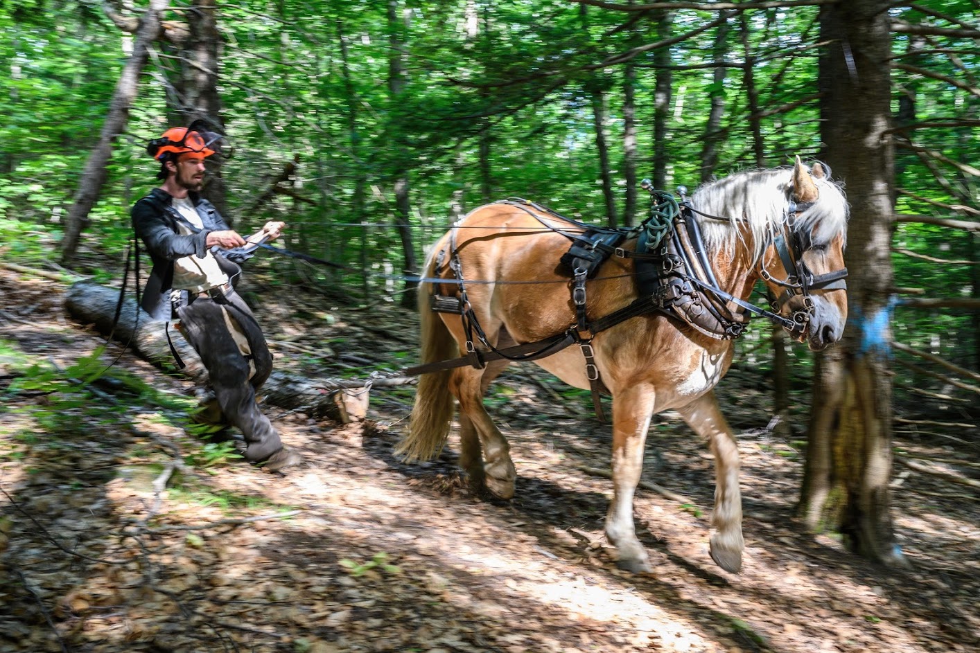 Horse Logging Demonstration - 10:30 am