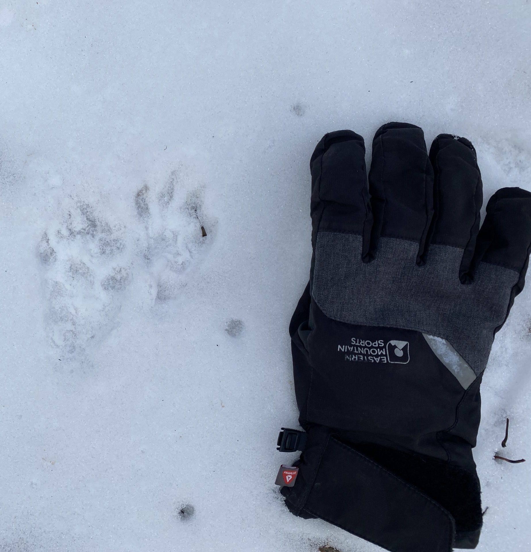 Wildlife Tracking with John Body