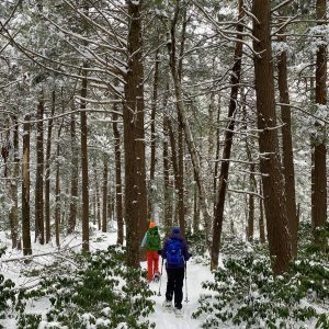 Two snowshoers, one holding trekking poles, hike through a dense forest.