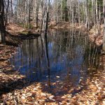 Vernal Pool in New England Forest