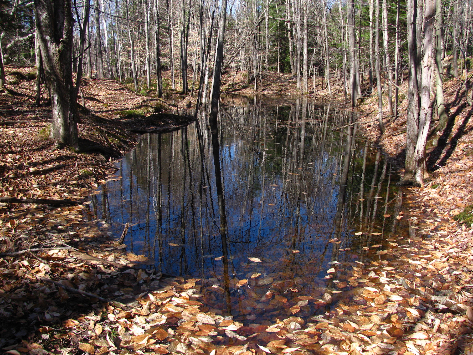 Vernal Pool Video Showing!