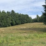 Person shown from behind looking across a field surrounded by trees