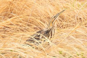 American bittern in tall grass