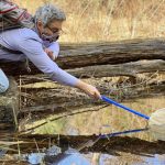 A woman with short, gray hair leans out over a vernal pool with a net in her outstretched hand
