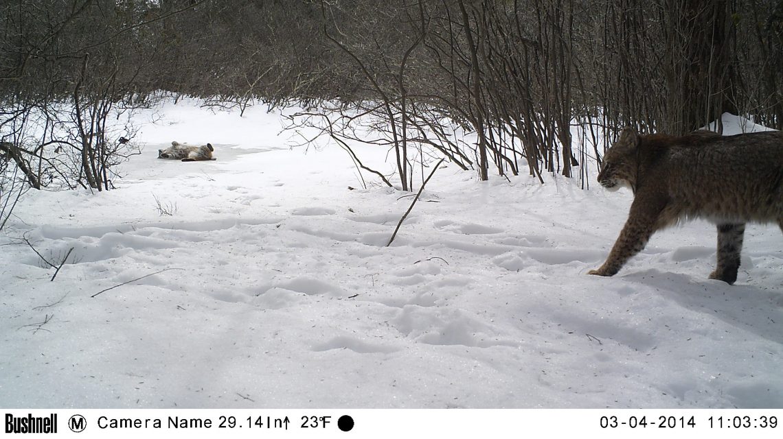 A female bobcat in the background lies on her back on a frozen vernal pool. In the foreground, a male bobcat is walking into the frame