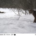 A female bobcat in the background lies on her back on a frozen vernal pool. In the foreground, a male bobcat is fully in frame and looking near to the camera