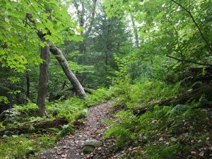 A brown dirt trail winds uphill to the right on a lush, green woodland trail.