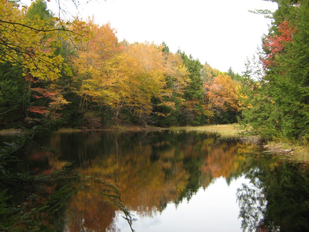 Pond in the center of the property is still with trees and the sky reflecting. The foliage is colorful with some reds, yellows, oranges, and greens seen in the trees around the pond. At the edge of the pond you can see small grasses alluding to a different wetland habitat.