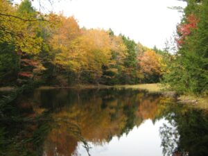 Pond in the center of the property is still with trees and the sky reflecting. The foliage is colorful with some reds, yellows, oranges, and greens seen in the trees around the pond. At the edge of the pond you can see small grasses alluding to a different wetland habitat.