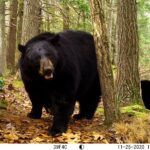 A black bear looks into a trail camera in the forest.