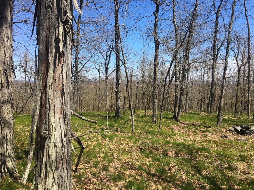 A shagbark hickory with peeling bark frames a blue sky and grassy green summit clearing.