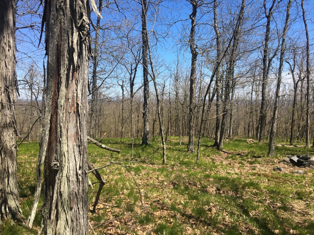 Shagbark hickory trunks frame a blue sky and grassy summit top.