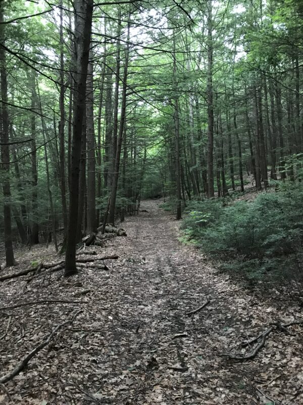 A wide woodland trail covered in leaves disappears into a dark forest.