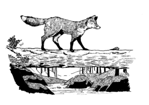 Illustration is a pen and ink drawing of a red fox crossing over a small stream valley on a mossy log.