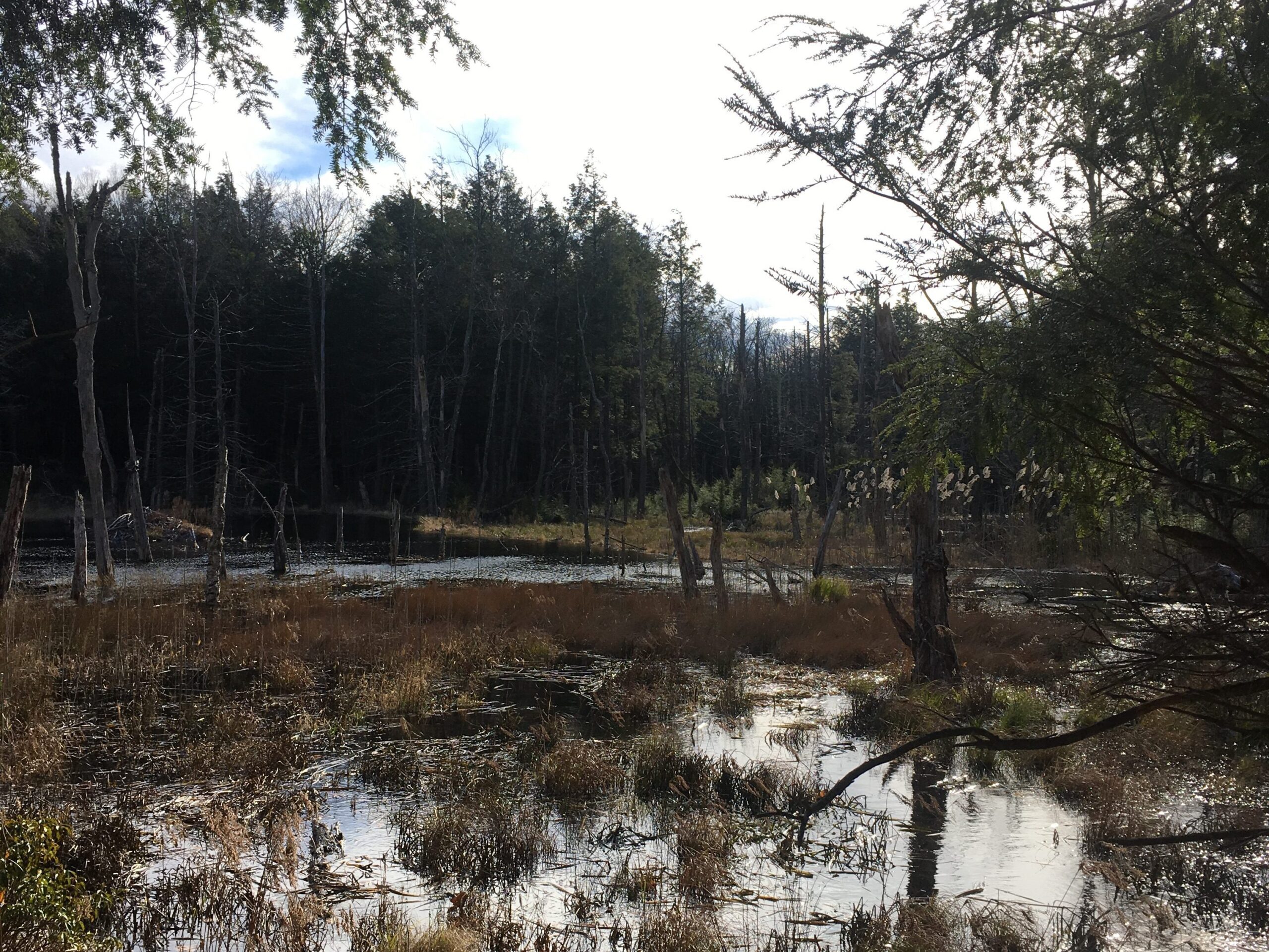 A beaver pond filled with low plants against a background of dark trees.