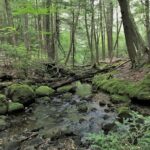 Nature Walk at Robert's Meadow Brook