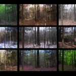A grid of 9 images of the same red oak tree in different seasons, colors, and lighting.