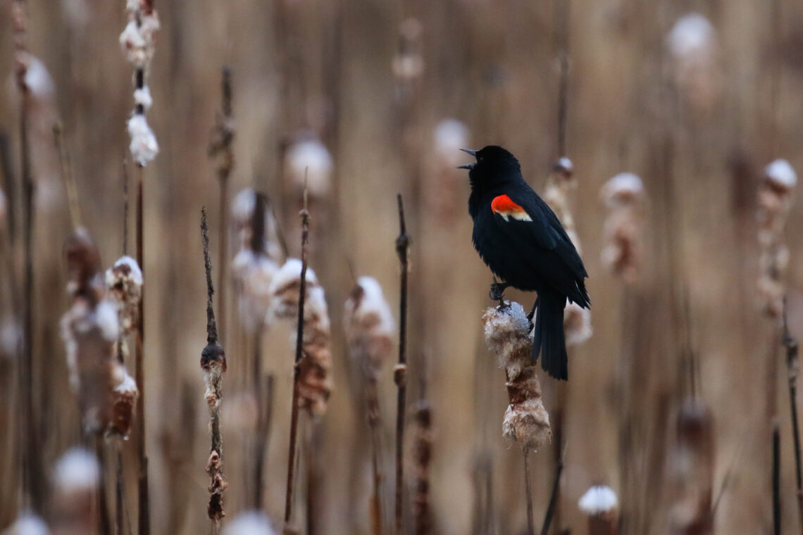 A red-winged blackbird sings atop a cattail.
