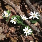 A cluster of white bloodroot blossoms emerges from brown leaf litter and downed sticks.