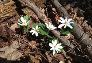 A cluster of white bloodroot blossoms emerges from brown leaf litter and downed sticks.