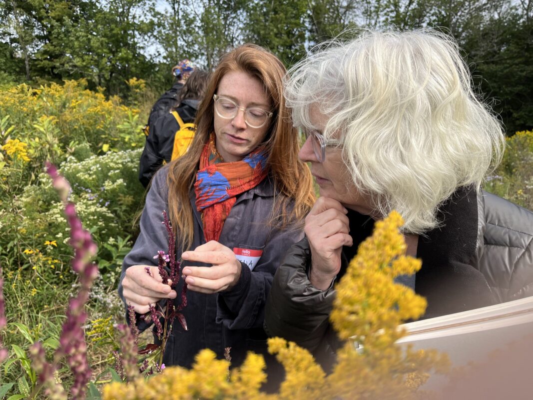 Framed by tall goldenrod, Elena and Lori examine a plant with a long, dark purple bloom.