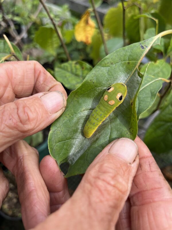 A small green, yellow, and black caterpillar sits on a shiny green spicebush leaf, which Amy's hands have rolled back to reveal the critter.