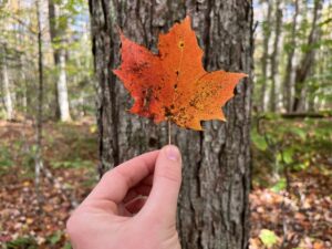 A hand holds up a bright orange and red maple leaf in front of the trunk of a maple tree.