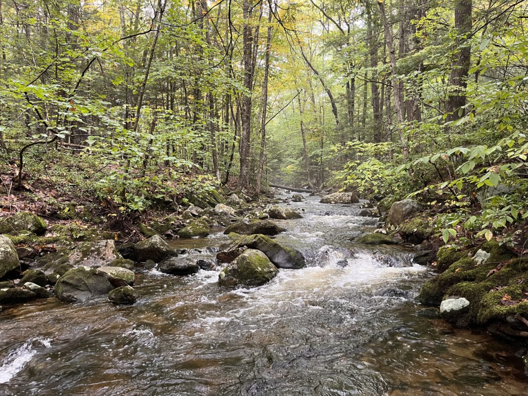 Lush leafy trees and mossy rocks frame a woodland stream full of small cascades.