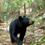 A black bear walks towards the camera while looking up and to its left. Behind is a spring forest just coming into green.