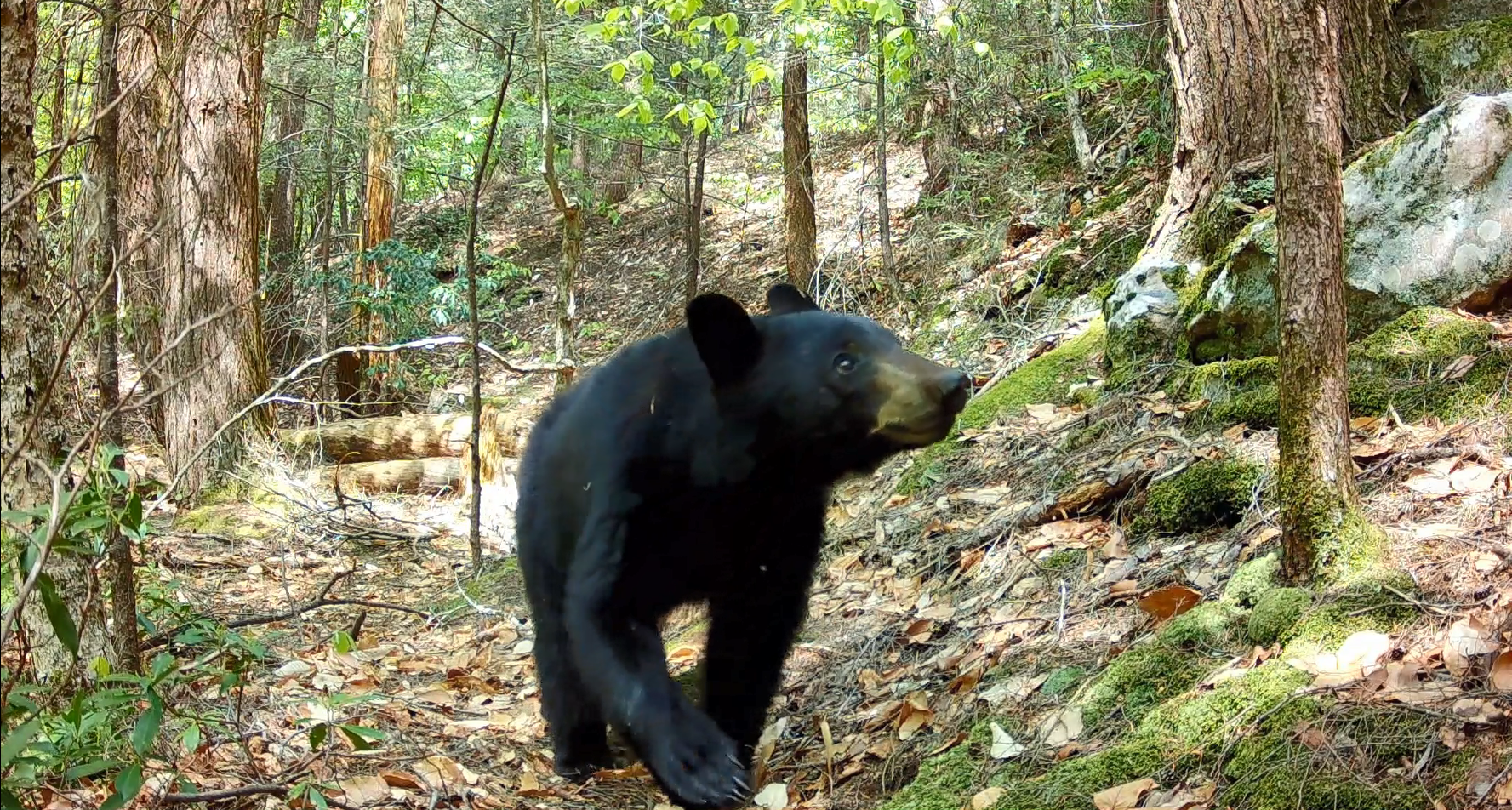 Our Wild Neighbors: Trail Cameras Talk