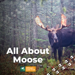 The text "All About Moose" and the Hilltown Land Trust logo overlaid on an image of a moose with large antlers standing in a forest.